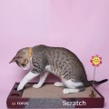 FOFOS - משטח גירוד מקרטון בתוספת צעצועי קפיץ לחתול